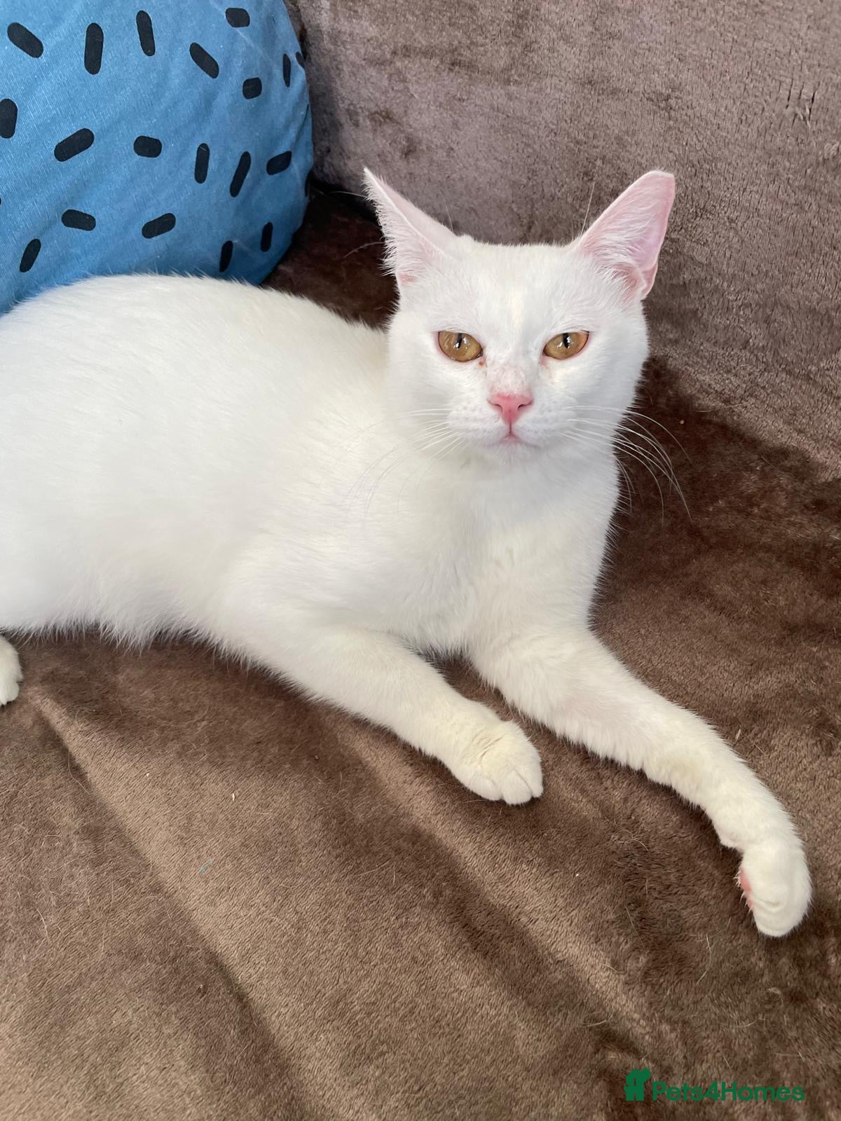 Mixed Breed cats CASPAR BSH ?? HEALTHY CALM CUDDLY  - Advert 1