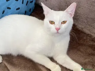 Mixed Breed cats CASPAR BSH ?? HEALTHY CALM CUDDLY - Advert 1