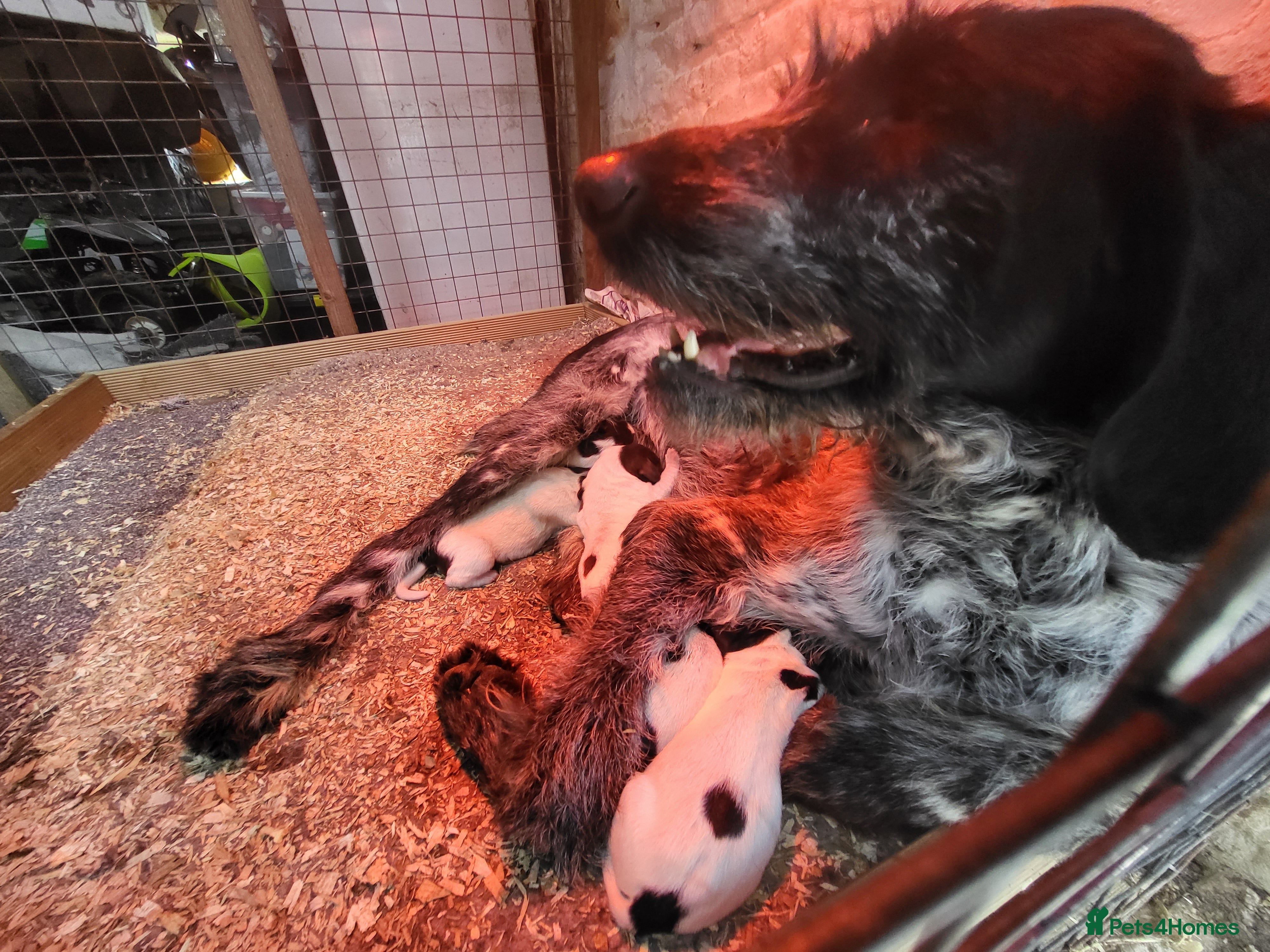 Mixed Breed dogs German pointer  - Advert 8