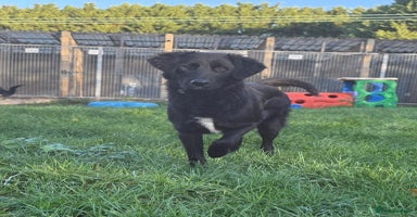 Mixed Breed dogs - Advert 1