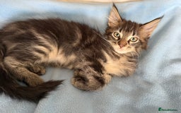 Maine Coon cats for sale: GCCF DNA Tested Male Maine Coon Kitten - Image 7