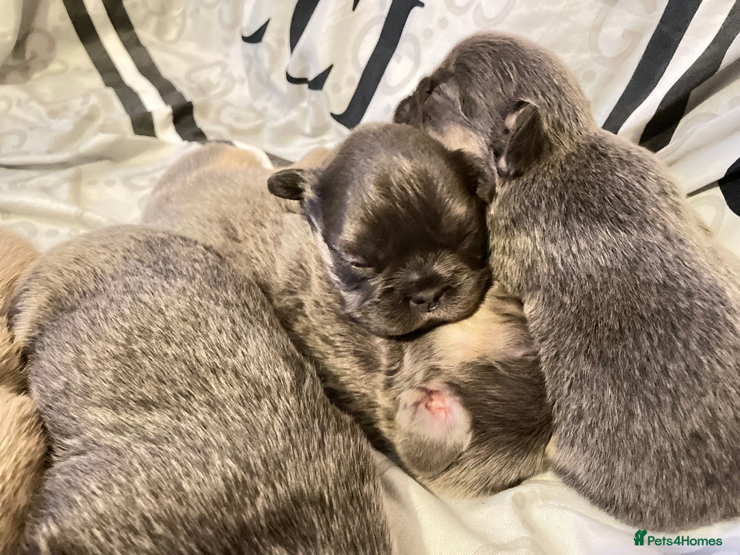 French Bulldog dogs for sale: 🩷🐶🐾6 Adorable fluffy French bulldogs 🩷🐶🐾 - Advert 28