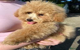 Poochon dogs for sale: Poochon  - Image 1
