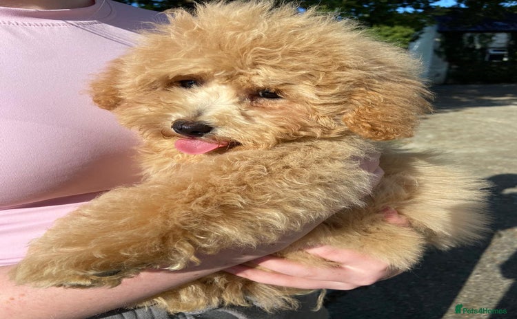 Poochon dogs - Advert 1