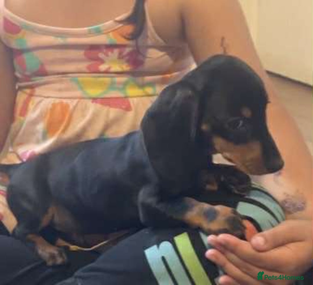 Dachshund dogs for sale: Dachshund - last 2 available (boy&girl) - Image 3