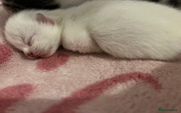 Persian cats for sale: Doll face Persian x - Image 23