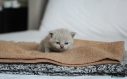 British Shorthair cats for sale: 🩶🐈🐾 Stunning BSH Kittens 🩶🐈🐾 - Image 16