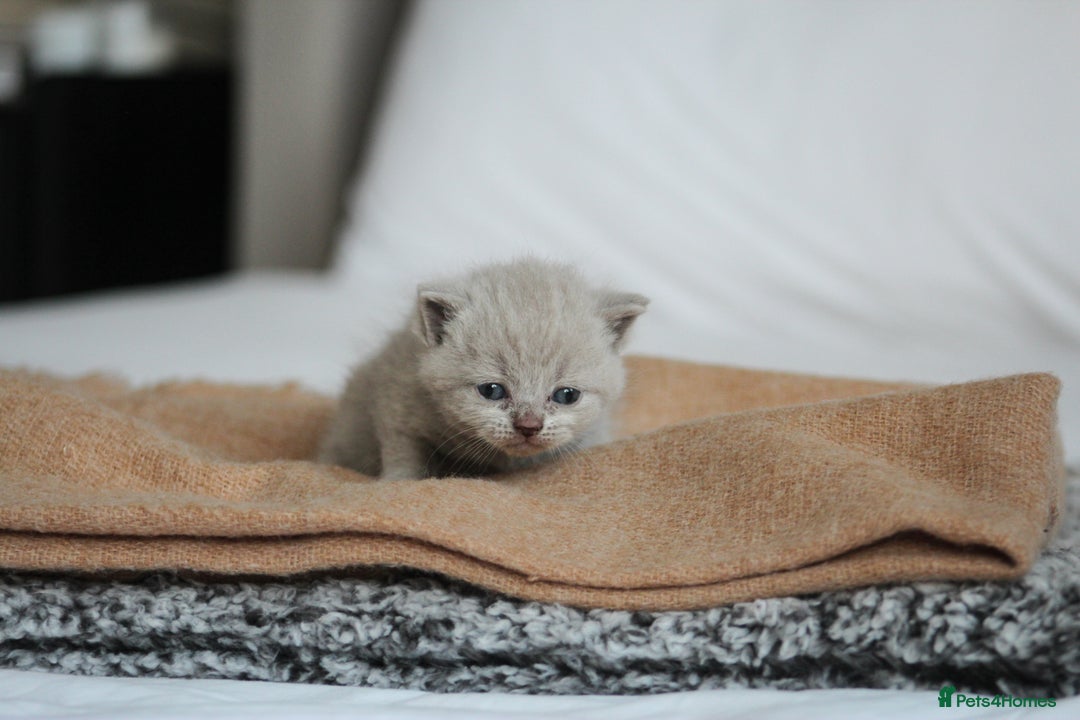 British Shorthair cats for sale: 🩶🐈🐾 Stunning BSH Kittens 🩶🐈🐾 - Image 16