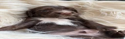 Cocker Spaniel dogs for sale: Working cocker spaniel puppies  in Orpington - Advert 3