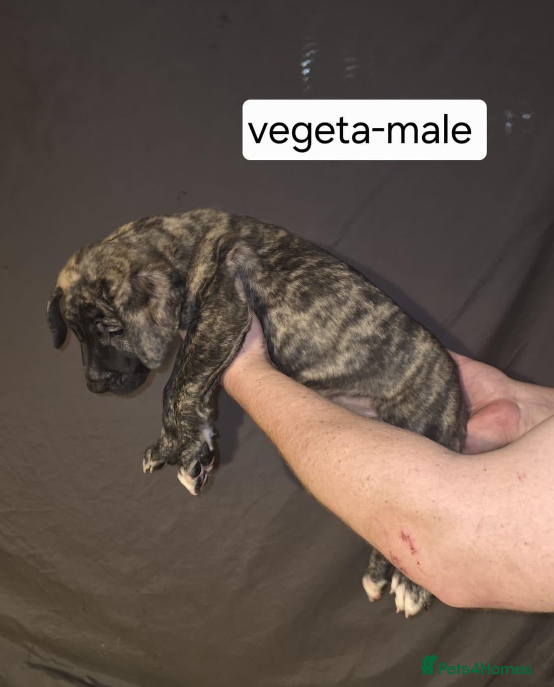 Presa Canario dogs 🏆 Champion Blood Presa Canario puppies READY🏆 - Advert 2