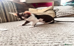 Devon Rex cats for sale: Beautiful tortie girl  - Image 3