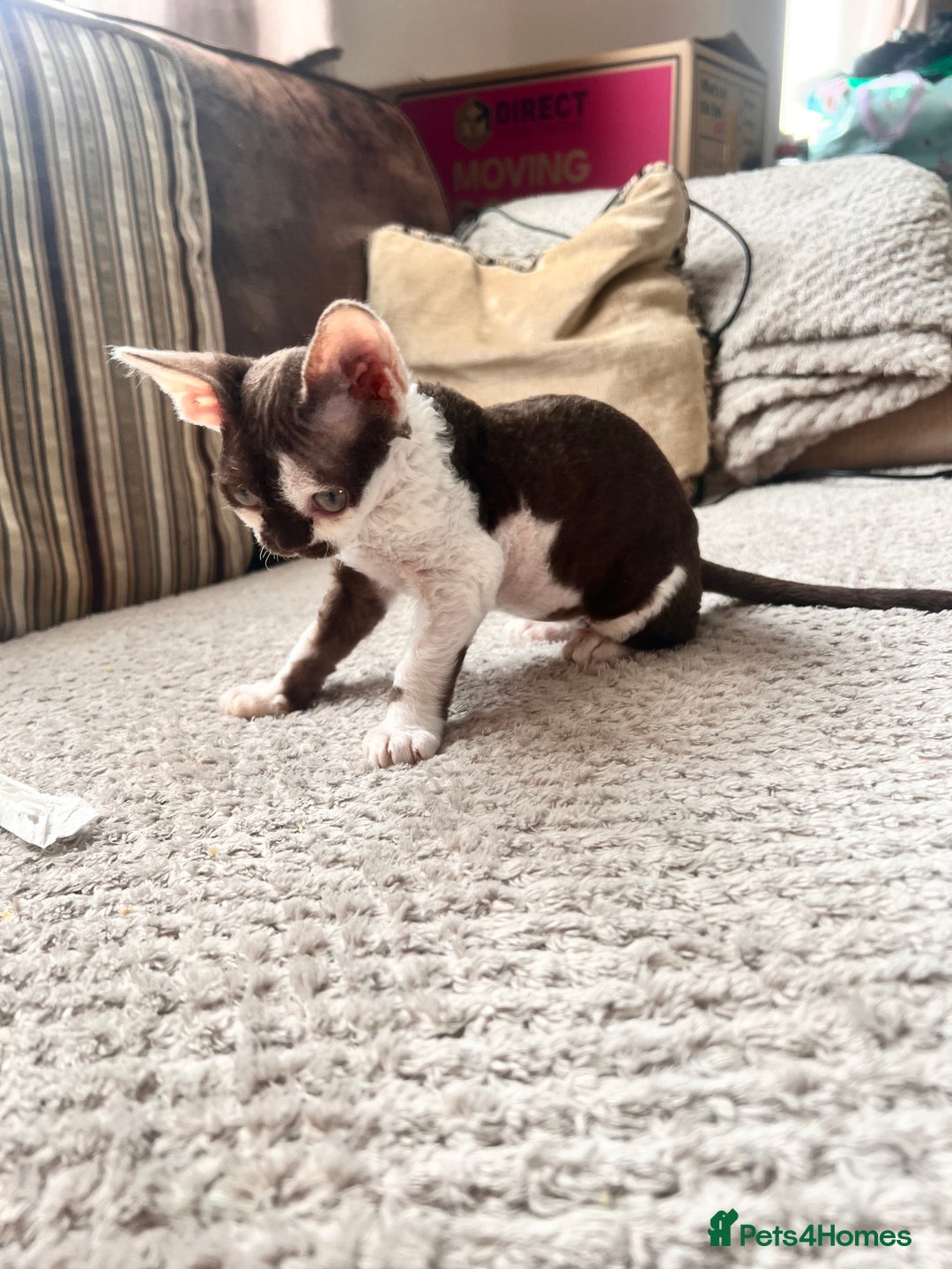 Devon Rex cats for sale: Beautiful tortie girl  - Image 3
