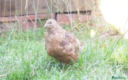 Mixed Breed birds for sale: Jumbo Coturnix Quail Mix Of Colours - Image 4