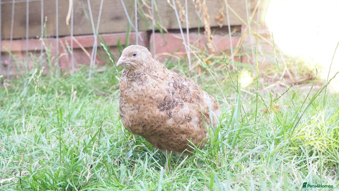 Mixed Breed birds for sale: Jumbo Coturnix Quail Mix Of Colours - Image 4