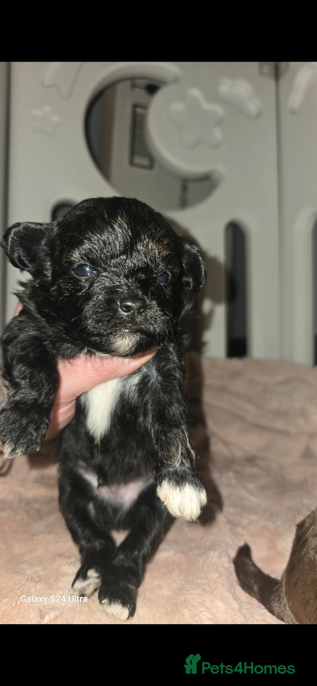 Pomapoo dogs for sale: 1 time miniature Pomapoo puppies - Image 6