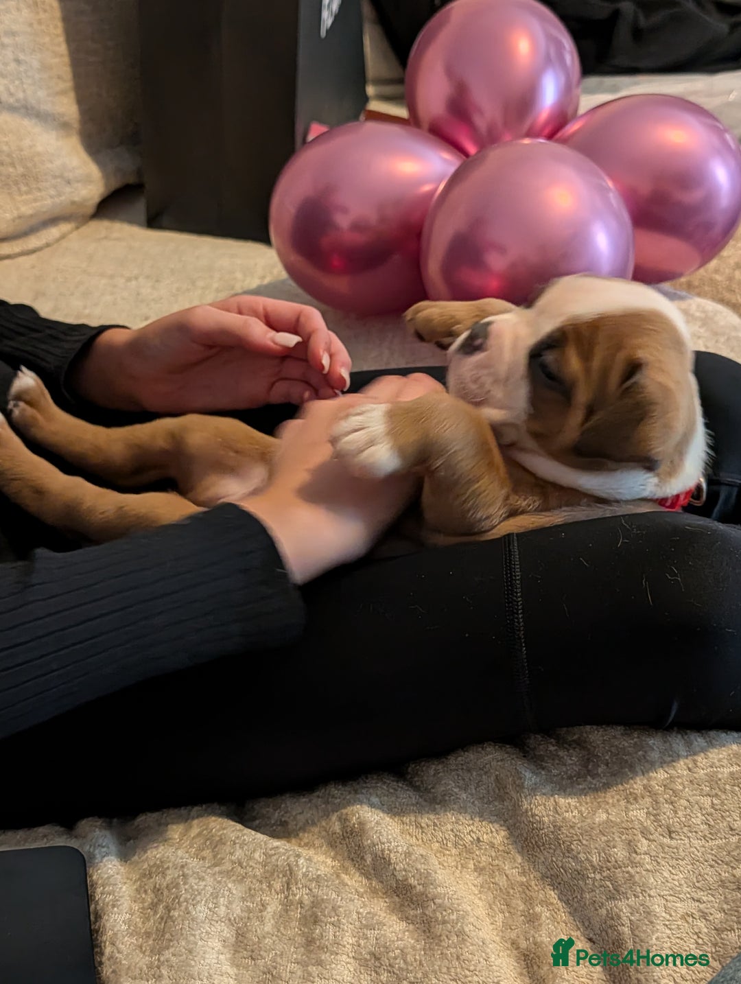 Old Tyme Bulldog dogs for sale: Kyro & Lyla Litter Old Tyme Old English Bullgdog - Image 28