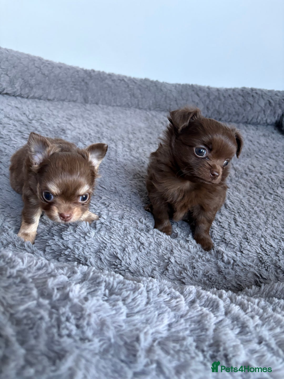 Chihuahua dogs for sale: 💗 One Beautiful Longhaired Chihuahua Puppy Girl  - Advert 5