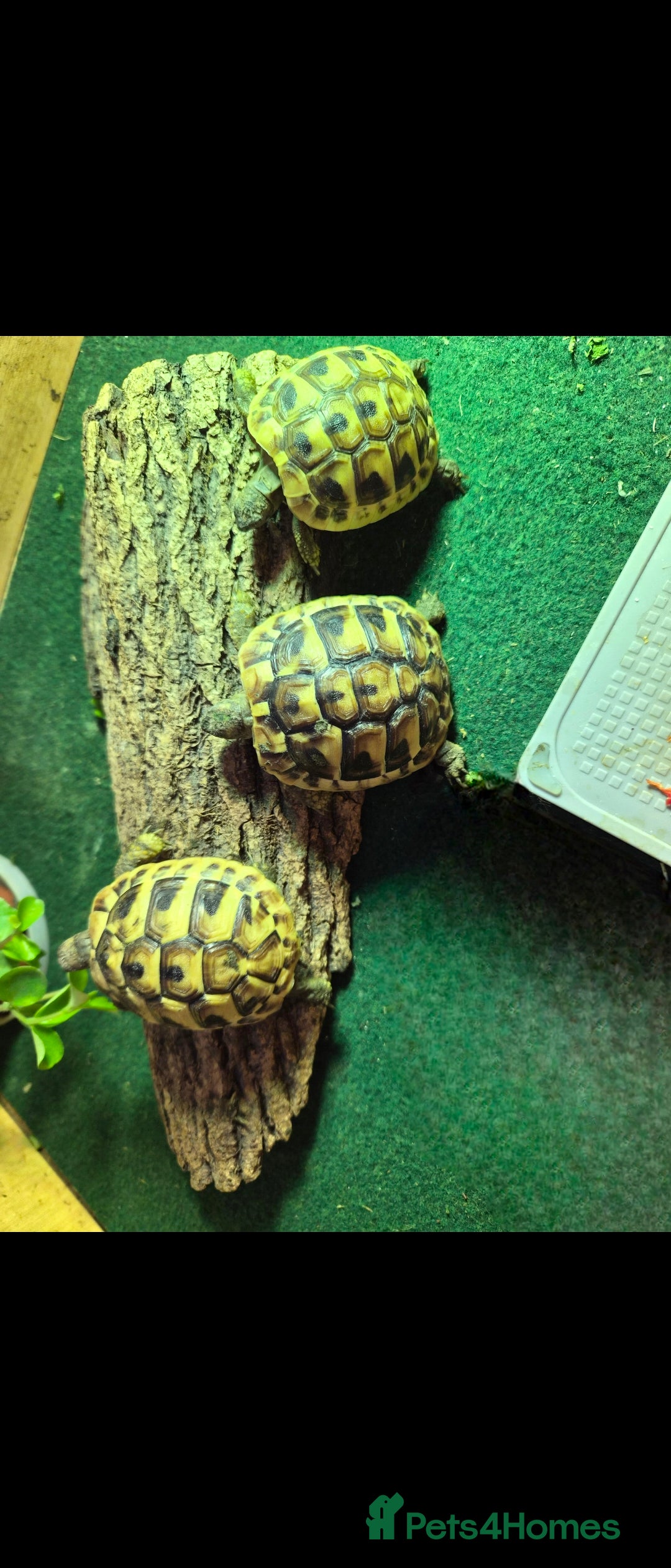 Hermann Tortoise reptiles Hermann Tortoise - Advert 9