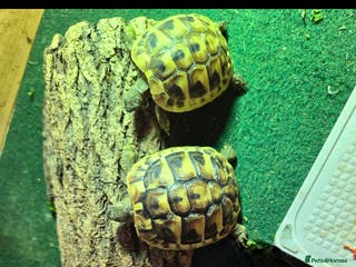 Hermann Tortoise reptiles Hermann Tortoise - Advert 9