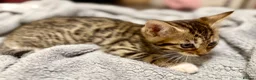 Mixed Breed cats for sale: Bengal x Maine coon kittens - Advert 9