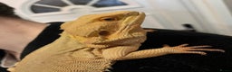 Bearded Dragon reptiles for sale: Witblit bearded dragons adult male - Advert 1