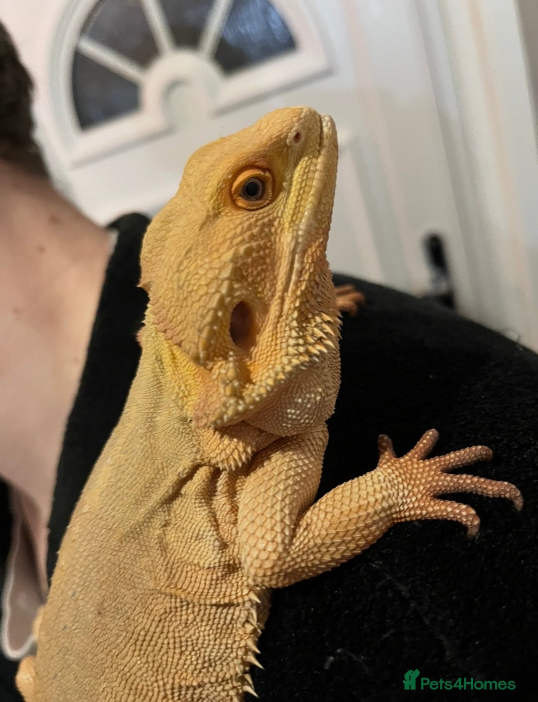 Bearded Dragon reptiles for sale: Witblit bearded dragons adult male - Advert 1