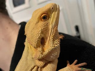 Bearded Dragon reptiles Witblit bearded dragons adult male - Advert 6