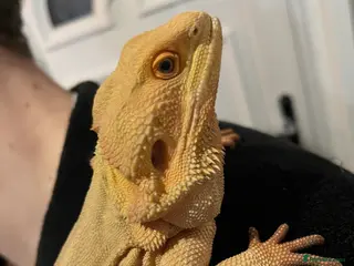 Bearded Dragon reptiles Witblit bearded dragons adult male - Advert 2