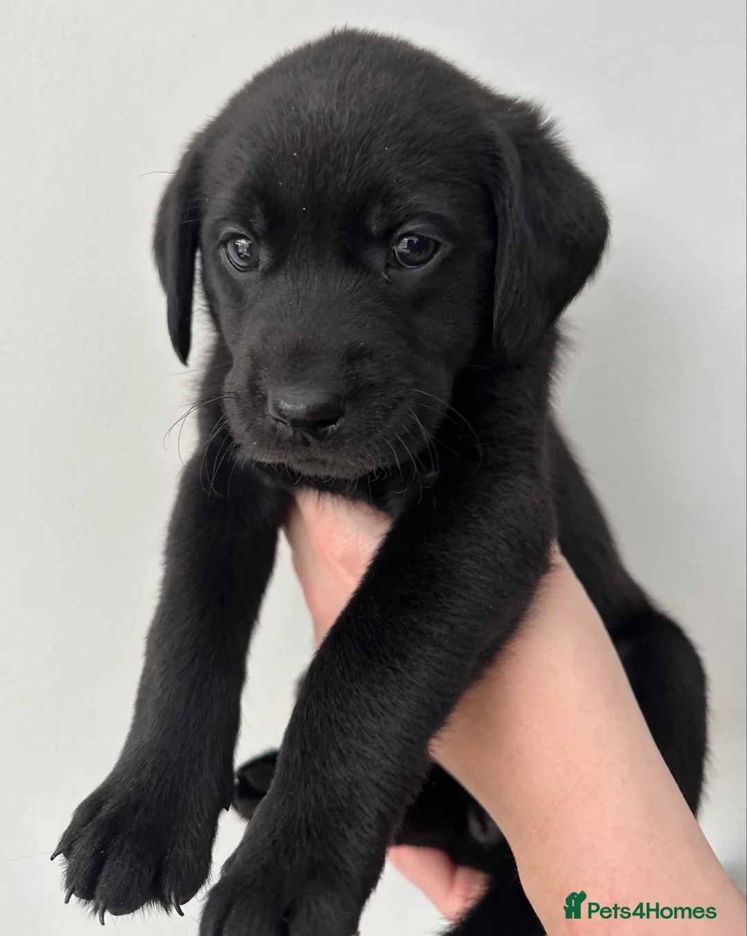 Labrador Retriever dogs for sale: Last 2 stunning kc reg black labradors - Advert 28