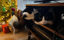 Domestic Shorthair cats for sale: Playful, three year old boy cat - Image 4