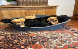 Goldador dogs for sale: GORGEOUS GOLDADORS  - Image 3