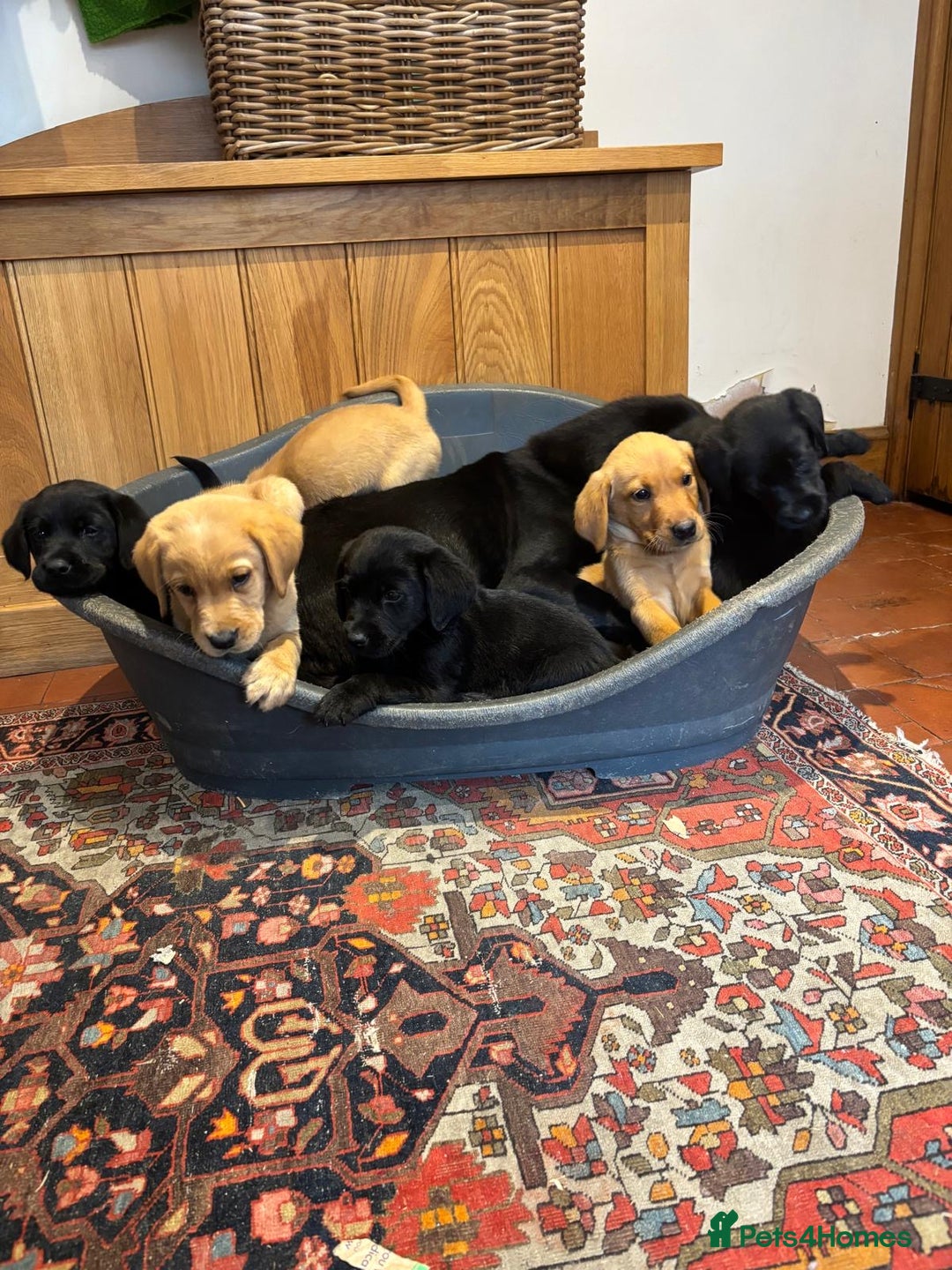 Goldador dogs for sale: GORGEOUS GOLDADORS  - Image 3