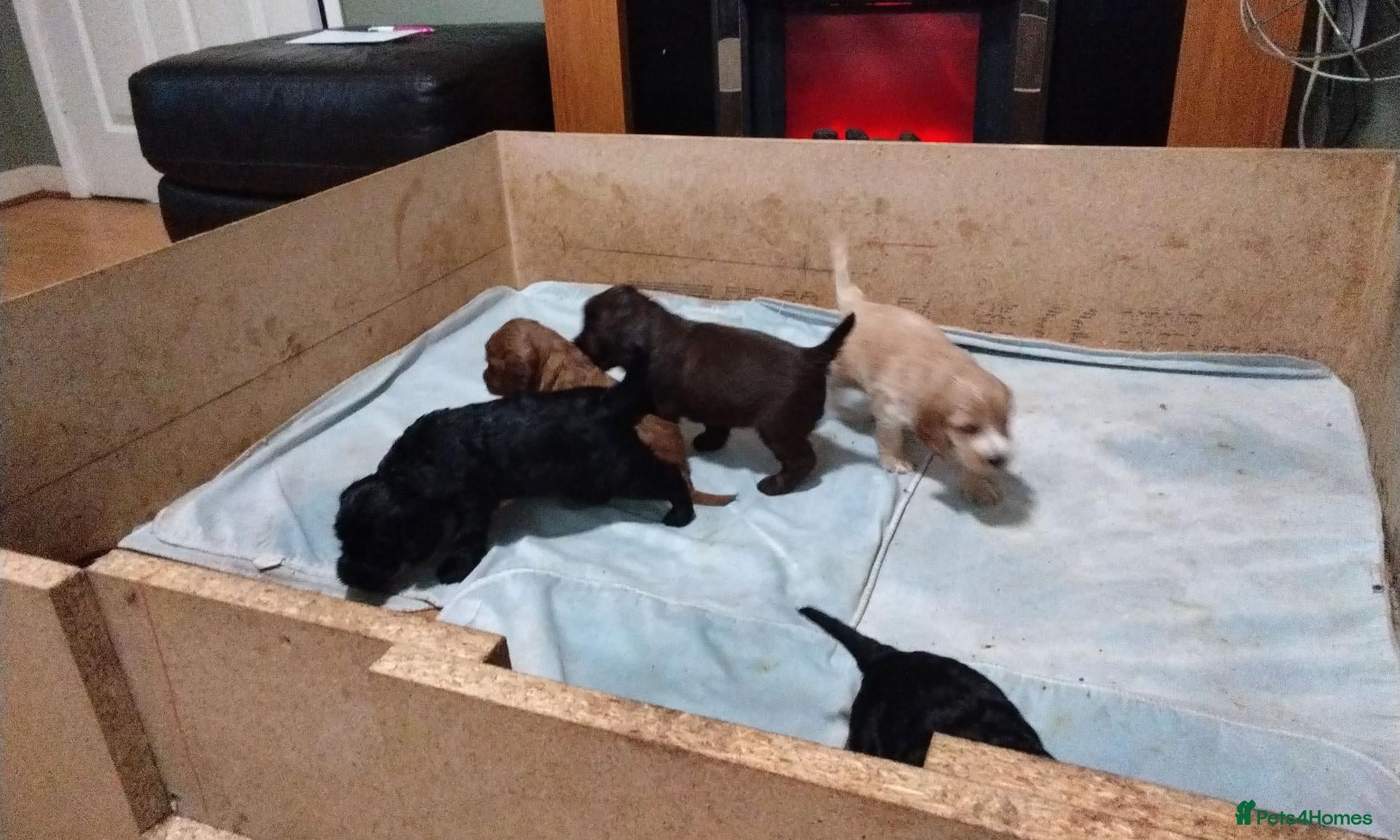 Cockapoo dogs for sale: Beautiful cockapoo puppies  - Advert 2