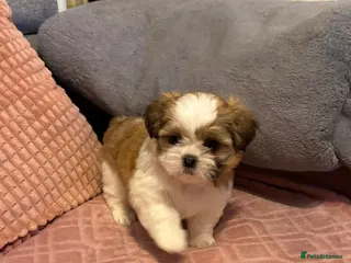 Shih Tzu dogs Meet Your New Best Friend! Puppies Ready for Love - Advert 1