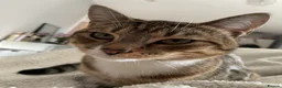 Mixed Breed cats for sale: Tabby male  - Advert 10