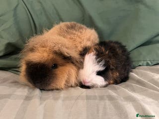 Guinea Pig rodents Bonded Swiss boar Guinea Pigs - Advert 2