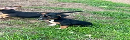 Jack Russell dogs for sale: Jack Russell Puppies - Advert 7
