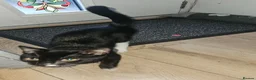 Mixed Breed cats for sale: Neutered and microchiped kittens 1 male 2 females  - Advert 3