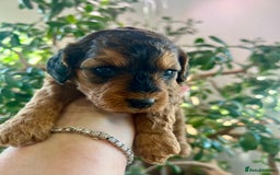 Cockapoo dogs for sale: 4⭐️Licensed F1b Cockapoos Exceptionally Bred - Image 3