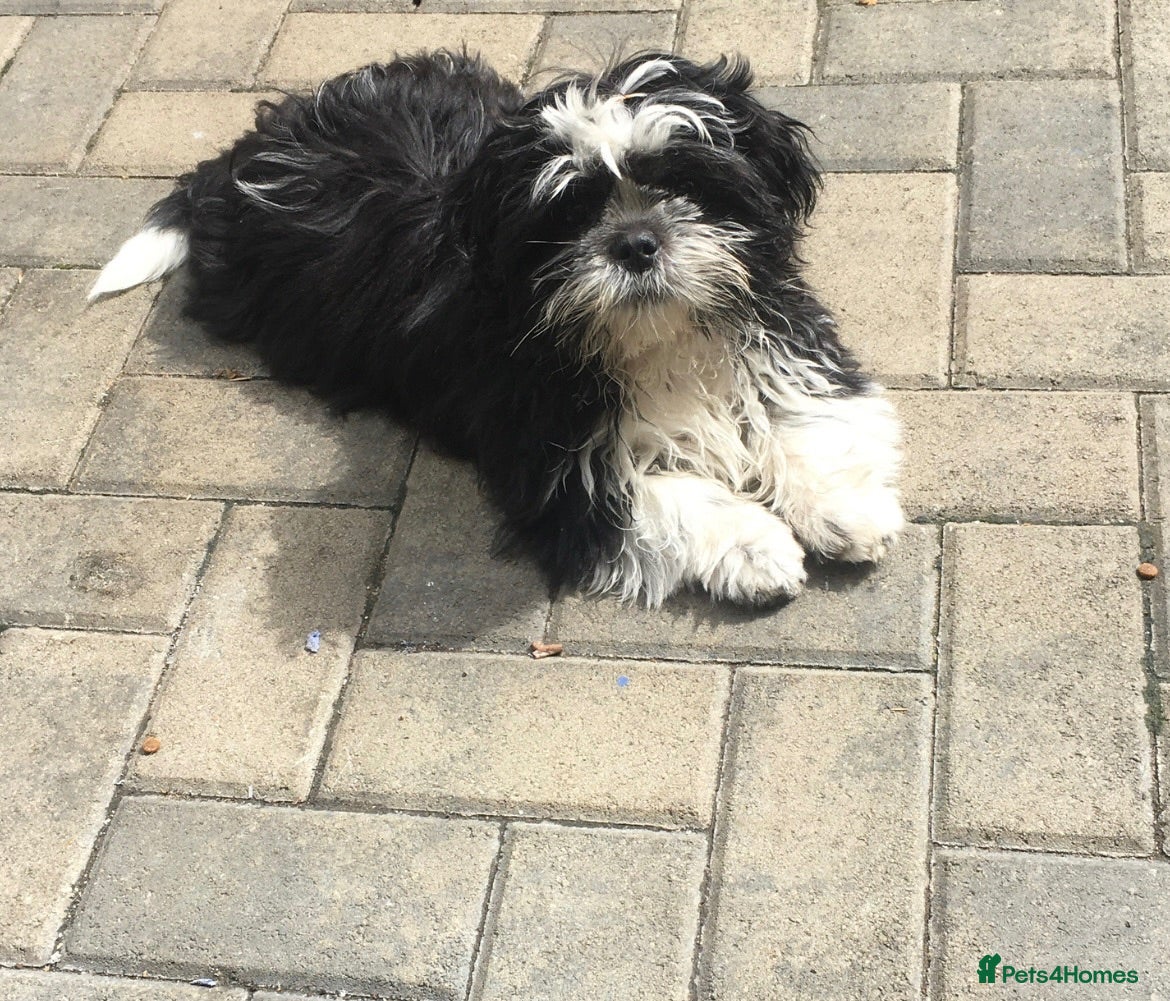 Shih Tzu dogs Pups for sale  - Advert 2