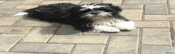 Shih Tzu dogs for sale: Pups for sale  in Northampton - Advert 1