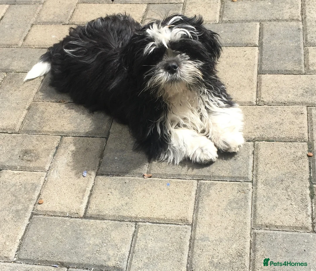 Shih Tzu dogs for sale: Pups for sale  in Northampton - Advert 1