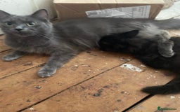 Mixed Breed cats for sale: Main coon x British shorthair  - Image 6