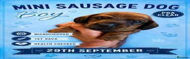 Miniature Dachshund 2