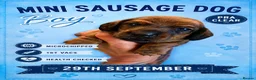 Miniature Dachshund dogs for sale: MINI DACHSHUND PUPS. PRA CLEAR.  - Advert 28