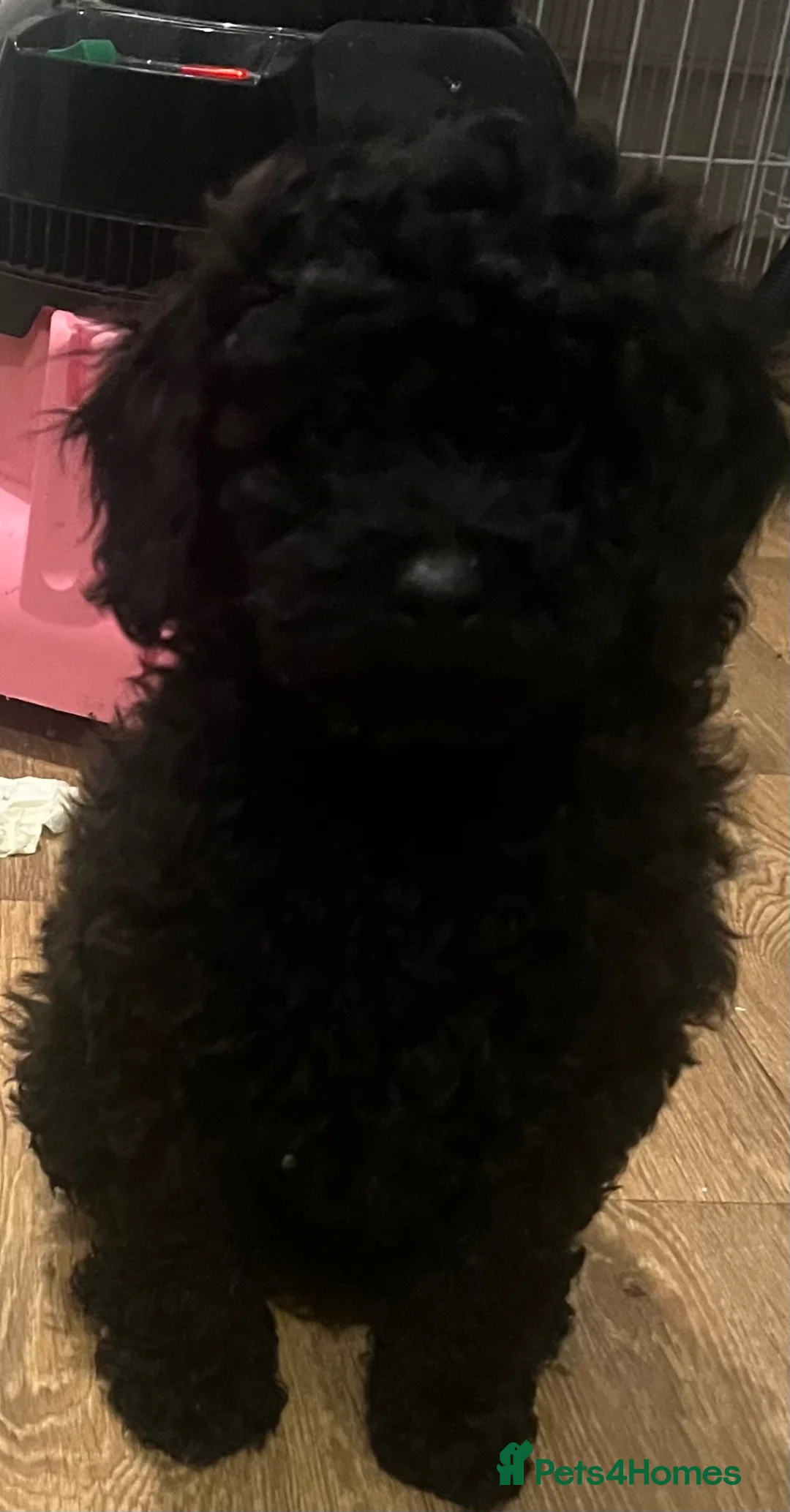 Cavapoo dogs for sale: F1b cavapooo puppy’s  in Kidderminster - Advert 7