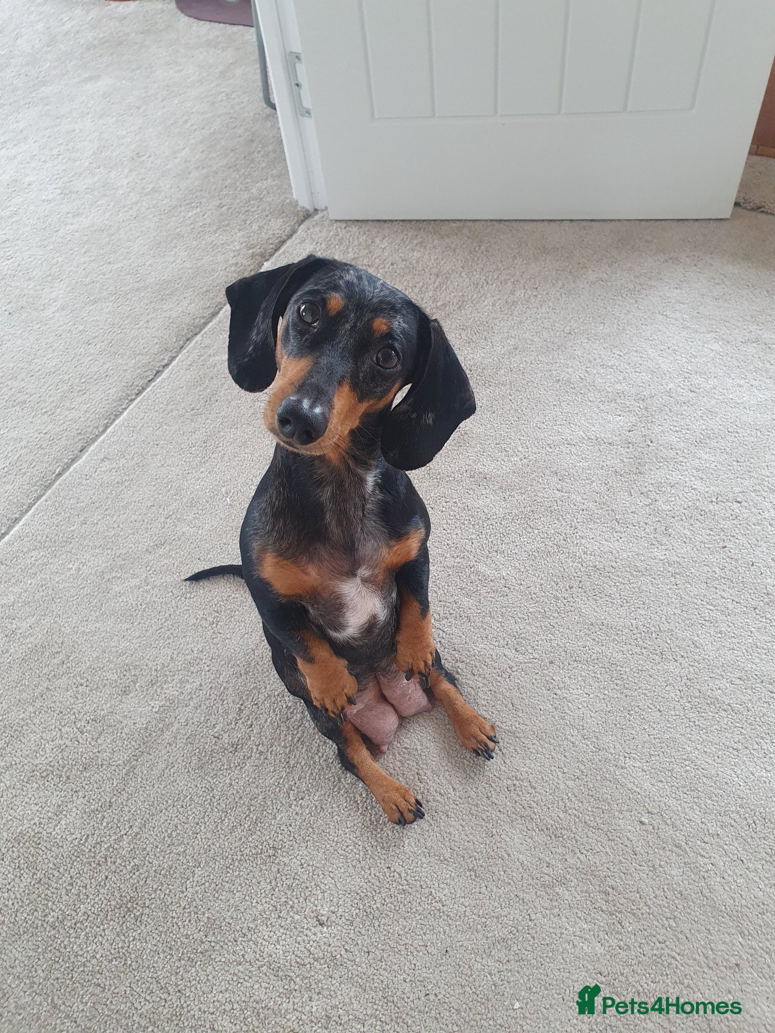 Dachshund dogs for sale: Miniature Dacshund  - Advert 3