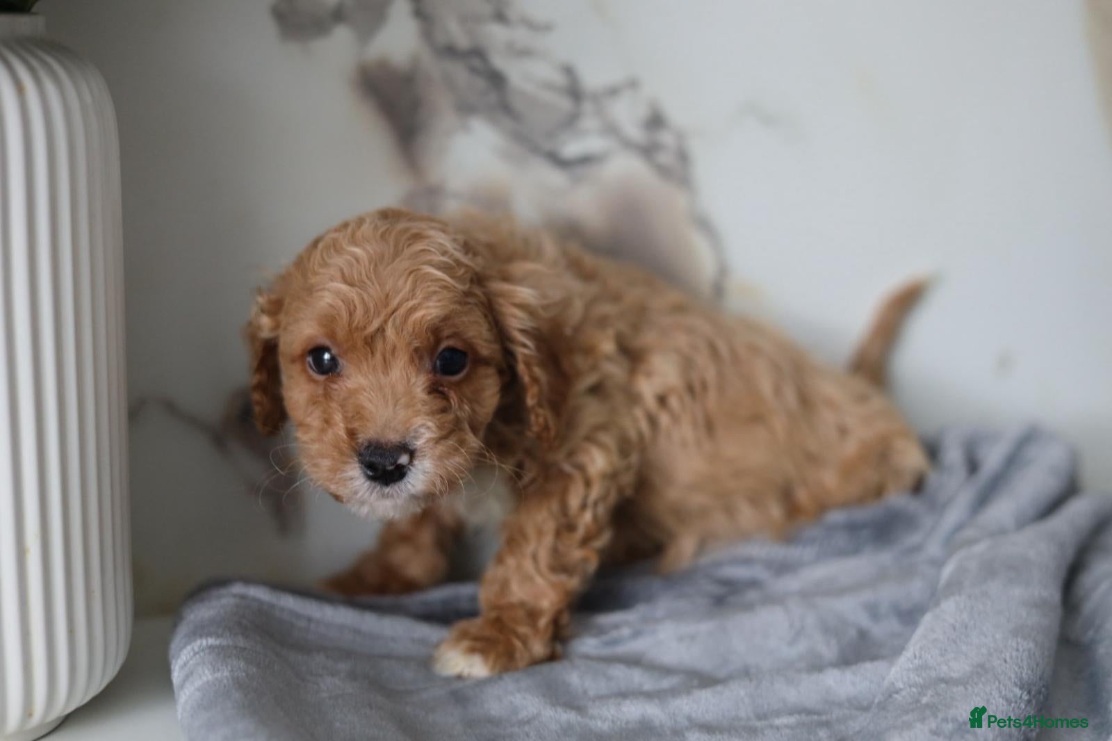 Cavapoo dogs READY NOW 🐾💕 LAST BOY - Advert 10