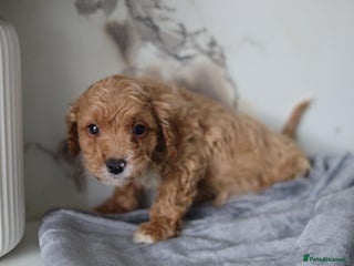 Cavapoo dogs READY NOW 🐾💕 LAST BOY - Advert 10