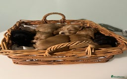 Cocker Spaniel dogs for sale: Stunning KC Reg Show Cocker, health tested mum - Image 10